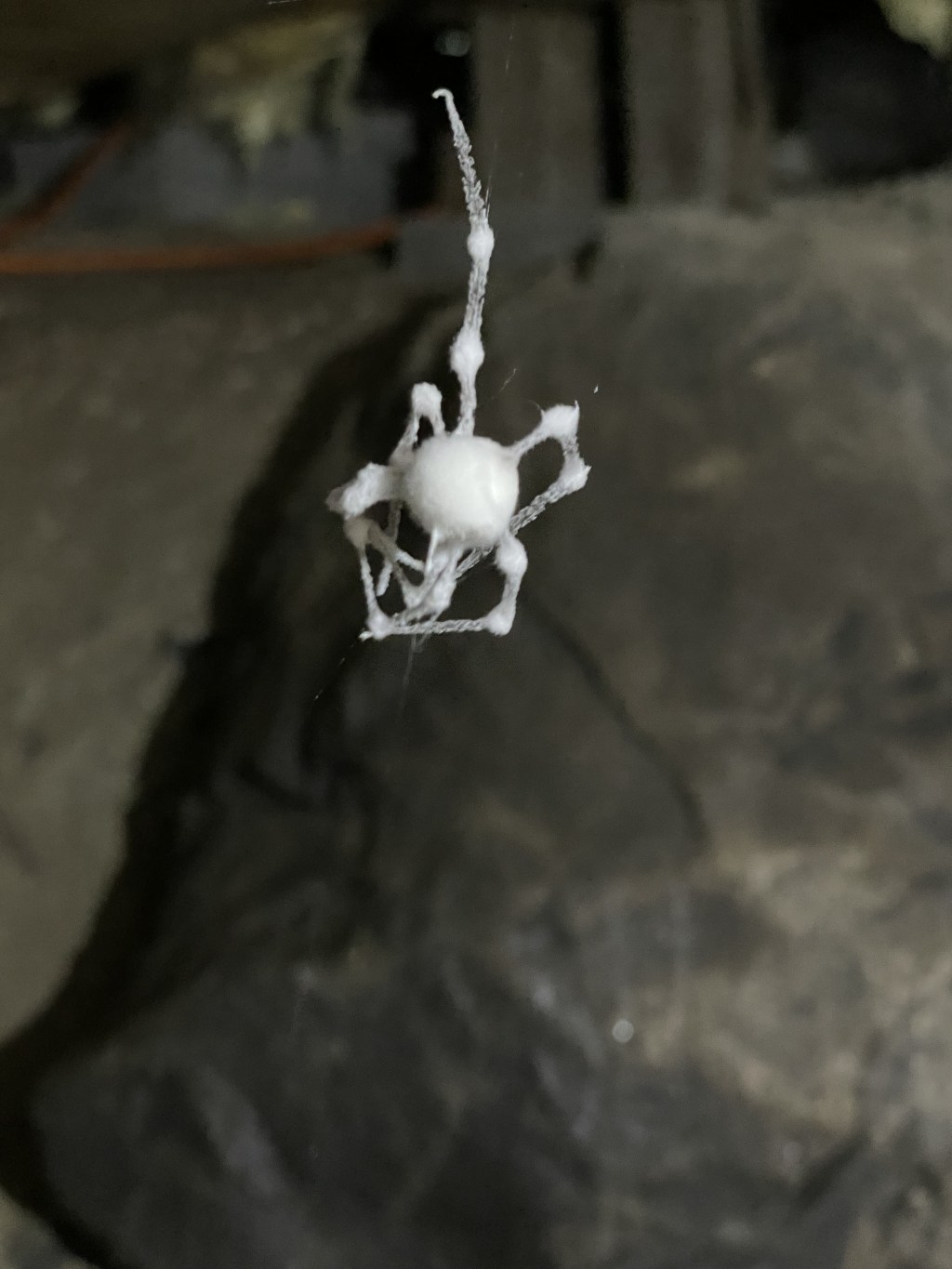 It’s my house now spider&nbsp;bitch.